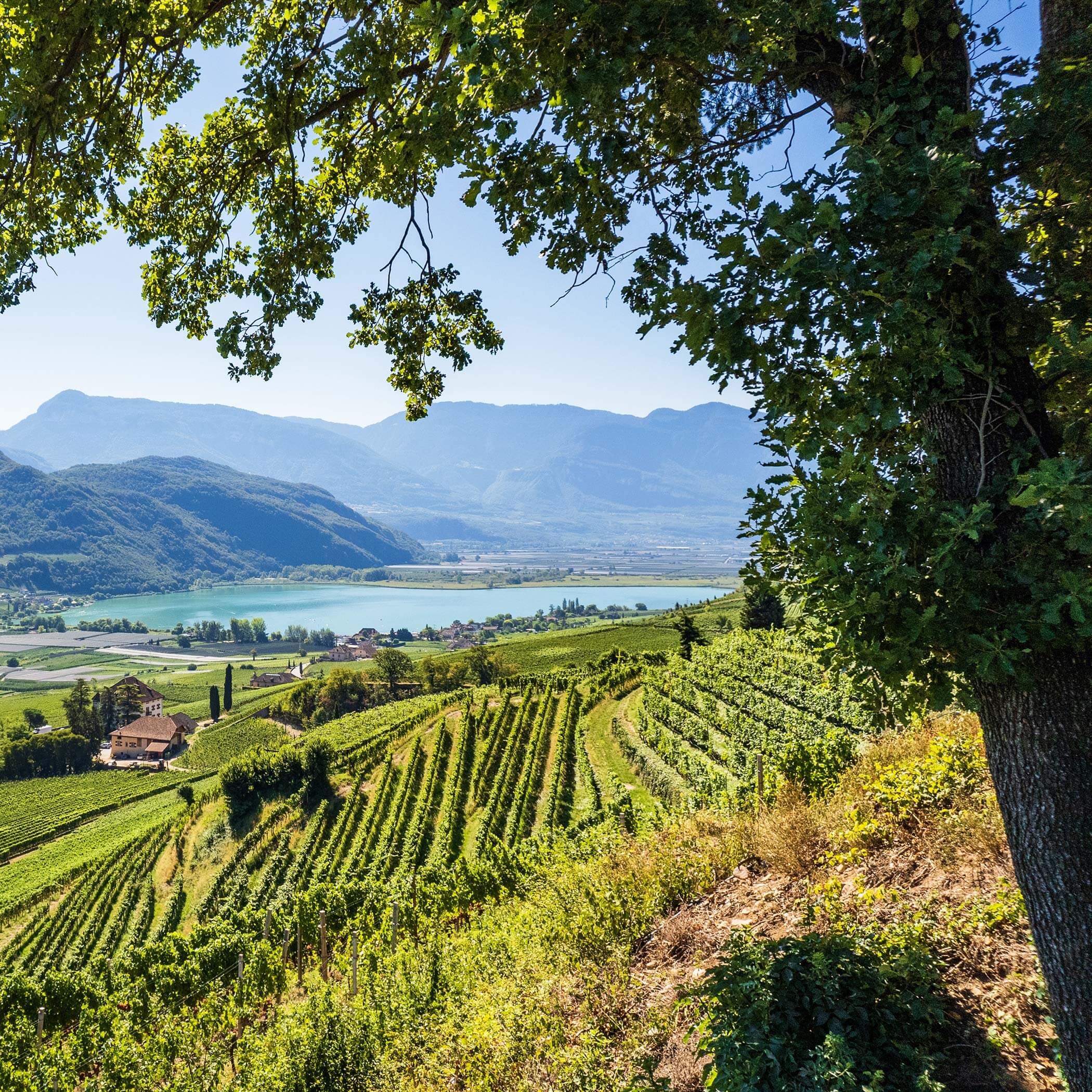 Blick auf den Kalterer See Blick auf den Kalterer See